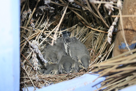 Nest kwikstaartjes in bossen gedroogde lavendel