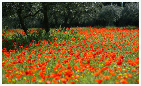 Poppies 2