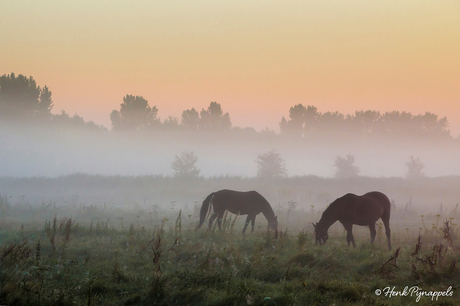 Foggy Morning.....