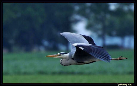 Blauwe reiger in de vlucht