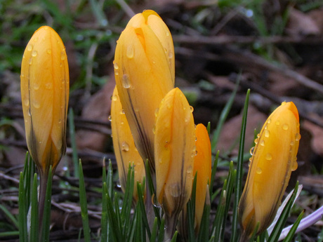 Gele crocussen