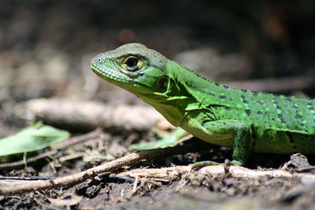 Groene hagedis