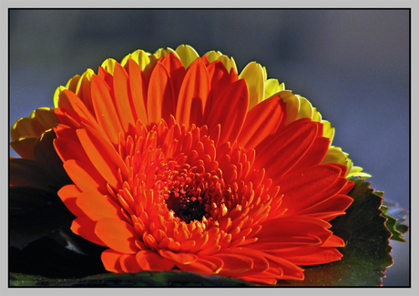 Gerbera