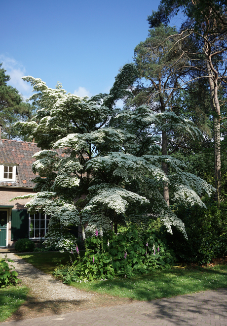 Cornus kousa 'Milky Way'