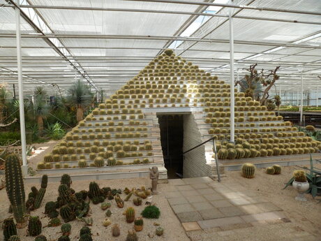 Piramide van cactussen