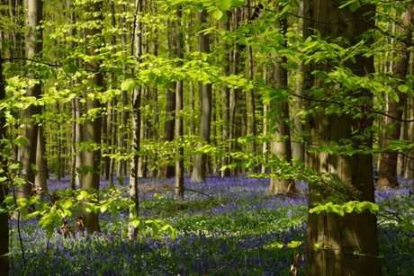 Bloementapijt in Hallerbos