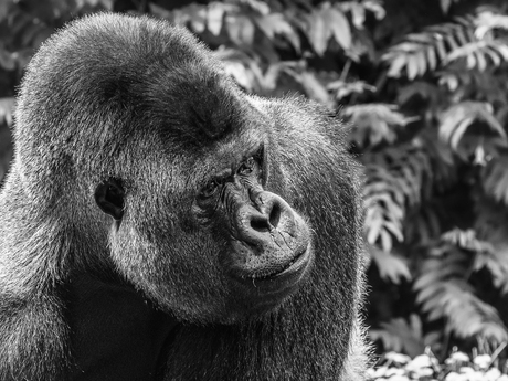 Gorilla uit de mist