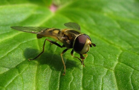 bij in de tuin