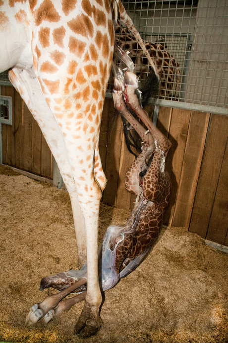 Geboorte Giraffe