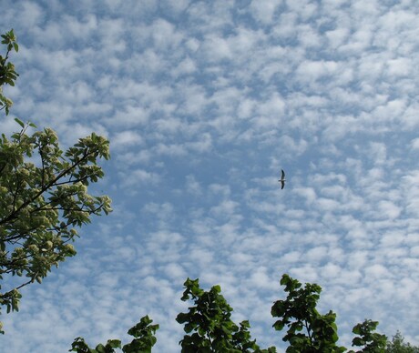 hoog in de lucht.