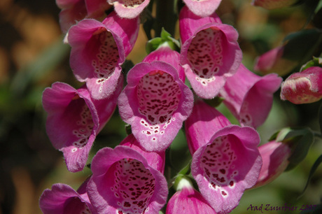 digitalis purperea