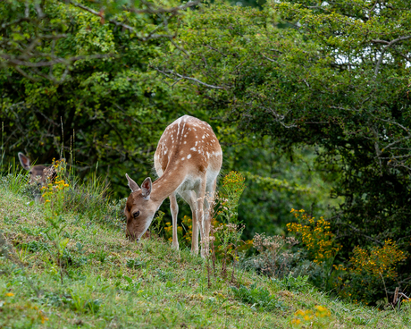 Damhert in het AWD