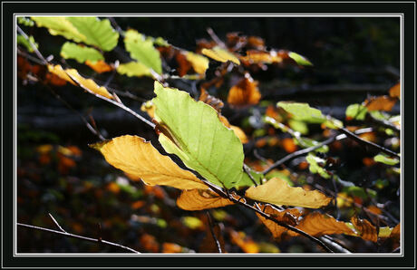 Herfst in Staalduinse Bos