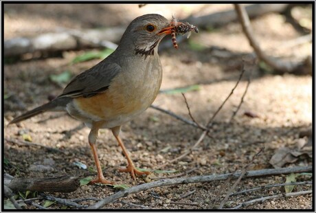 wurmpies, ants, het ik genoeg??