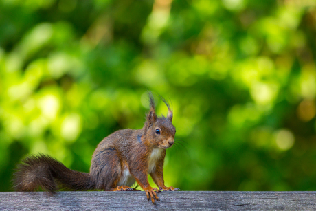 Eekhoorn op bezoek in de tuin