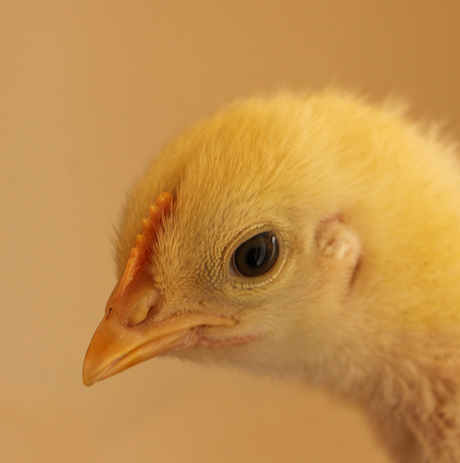 Baby Chick.