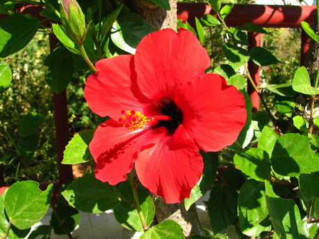 bloem op Kreta