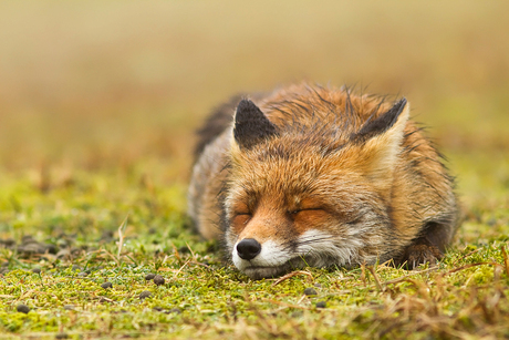 Zen Fox