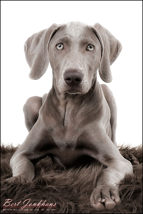 Weimaraner