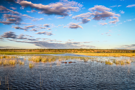 Nijlpaarden in Chobe National Park, Botswana