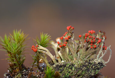 Rood Bekermos (Cladonia Coccifera)