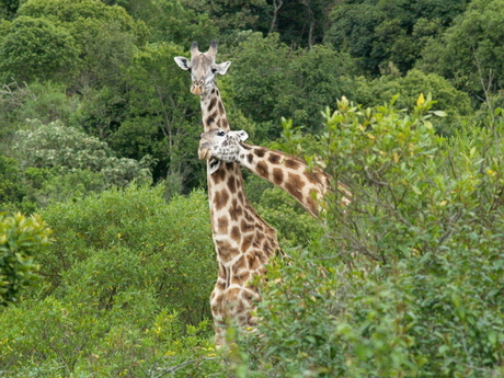 Vechtende giraffen