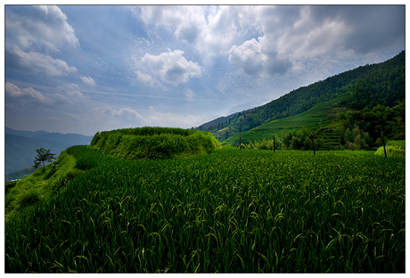 Green Ricefields (Longsheng)