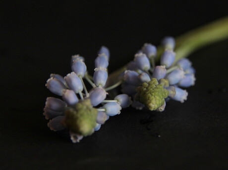 Muscari