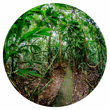 Regenwoud Costa Rica