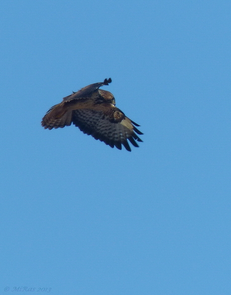 Biddende Buizerd