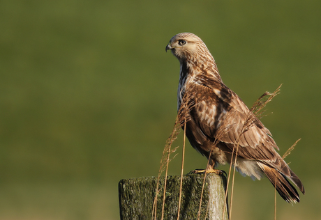 Rough-legged Buzzard