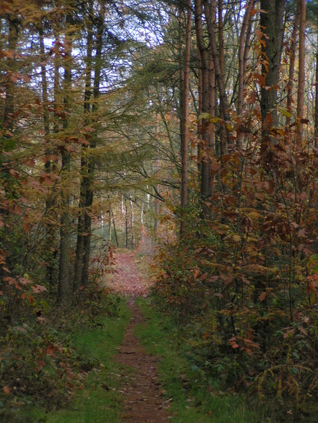 Bospad in Herfstkleuren