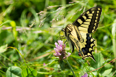 Koninginnepage of Papilio machaon