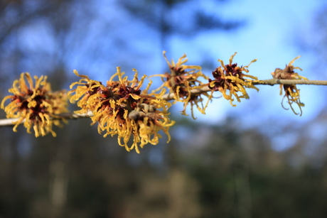 Yellow Crown