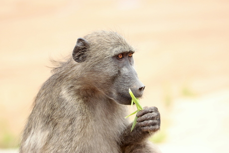 Baboon Zuid-Afrika