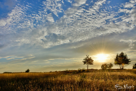 Dutch Savannah