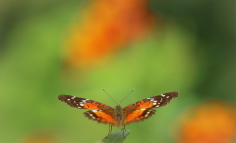 Vlinderparadijs