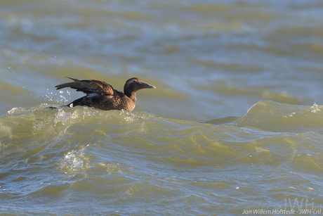 Eider in Ruwe Zee