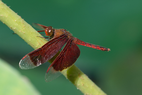 Dragonfly Indonesia