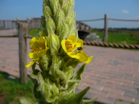 Vliegje op bloem