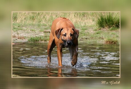 Rhodesian Ridgeback