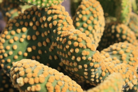 Cactus gele stippen