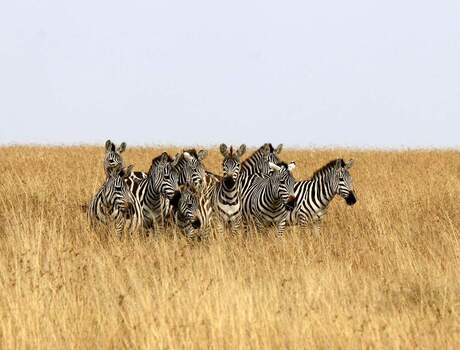 Zebra's in Masai Mara