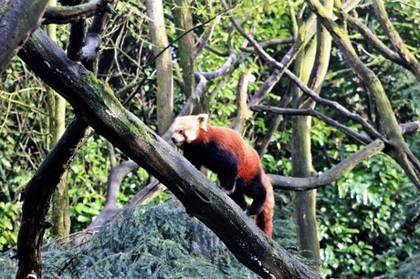 rode panda zoo overloon