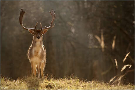 King of the forest