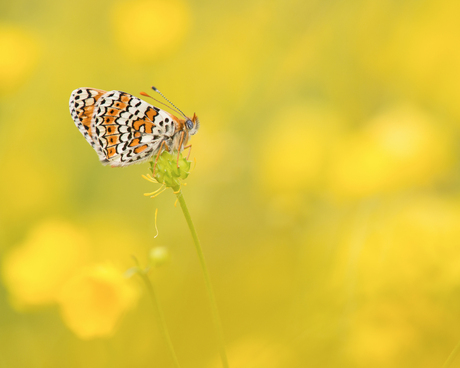 Veldparelmoer tussen de boterbloemen