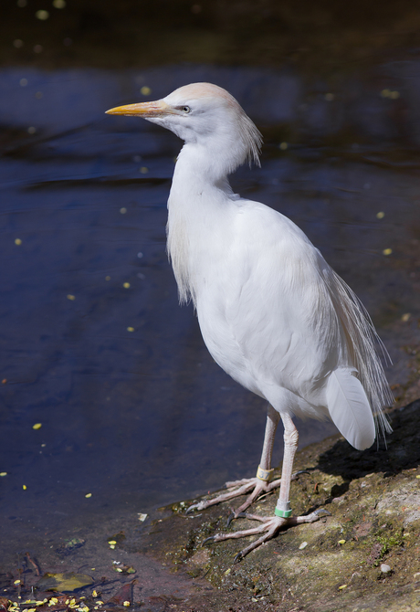 Koereiger