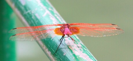 Red Dragon Fly