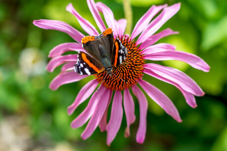Atalanta vlinder op bloem