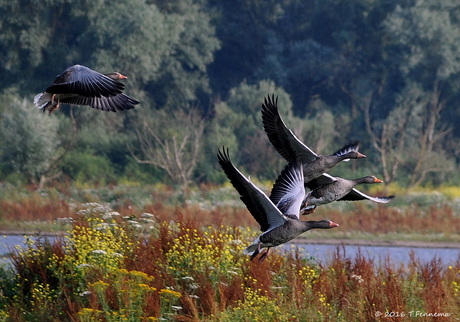 Ganzen in de Oostvaardersplassen